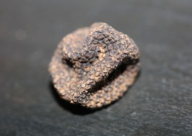 Summer wild black truffles