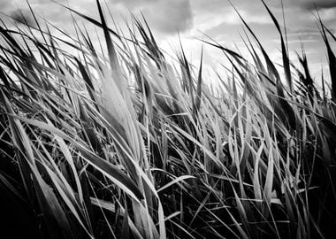 Monochrome cattails