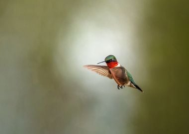 Red crop Sun Bird