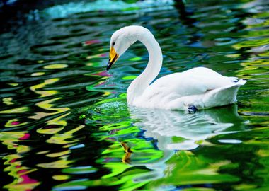 Swan in Water Nature