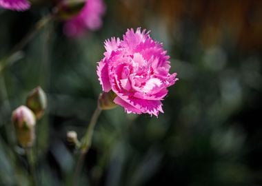 Beautiful flower closeup