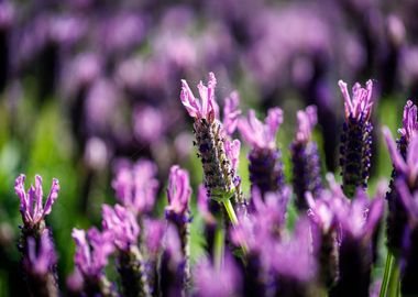 Beautiful flower closeup