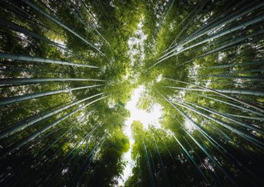 Bamboo Tree in Forest