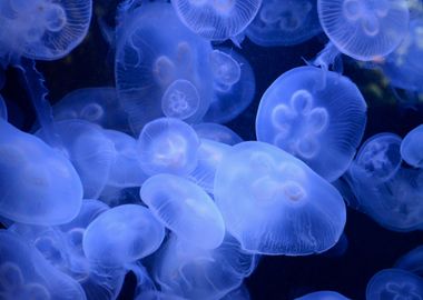 Jelly Fishes underwater