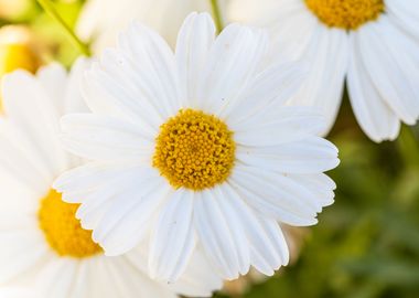 Beautiful daisy closeup