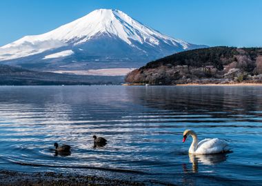 Mount Fuji and nature