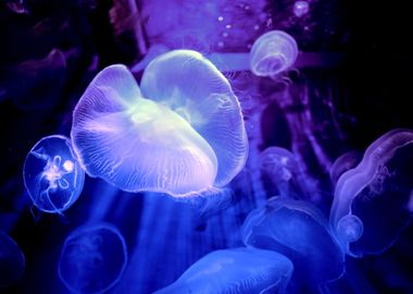 Jelly Fishes underwater