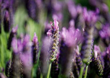 Beautiful flower closeup