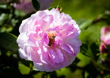 Beautiful flower closeup