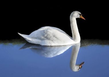 Swan Bird on Water