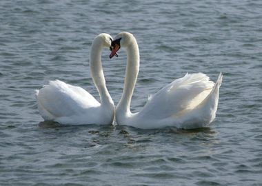 Two Swans in Water