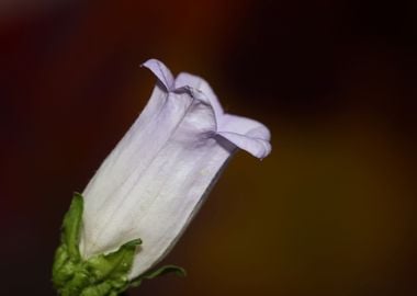 Flower blossom close up