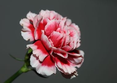 Red Dianthus caryophyllus 