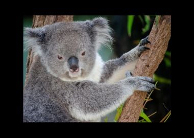 Koala