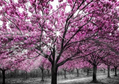 Cherry blossoms sunrays