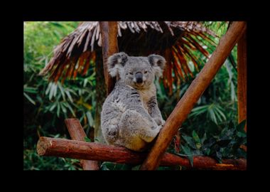 Koala