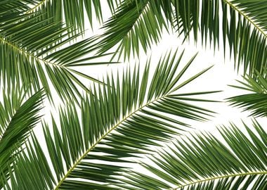 Palm Leaves Jungle 1