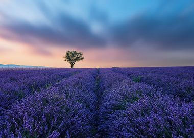 Valensole Plateau