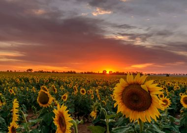 sunflowers