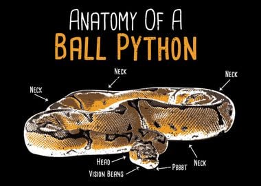 Anatomy Of A Ball Python