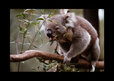 Koala