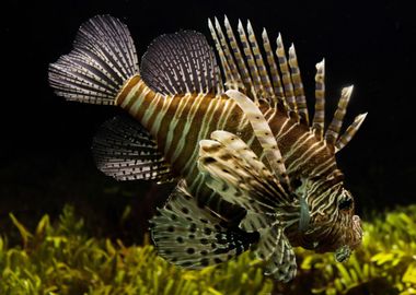 Animals Tropical Lion Fish