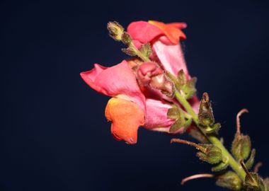 Flower blossoming close up