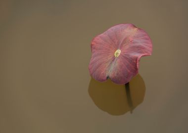 Beautiful lotus leaves