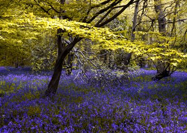 Gorgeous Blue Bells