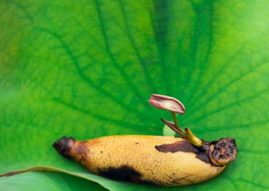 Sprouting lotus root