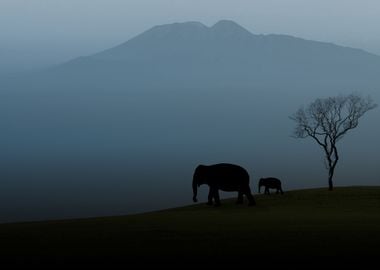 Elephants