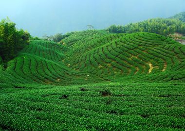 Taiwan Bagua Tea Garden