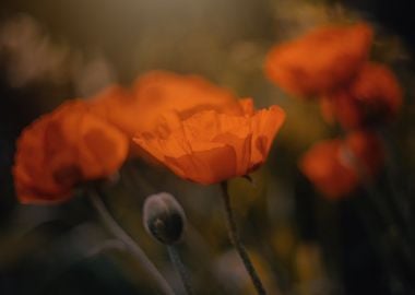 Garden red poppy flowers