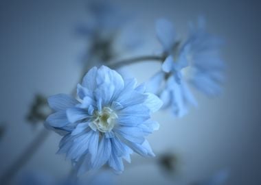 Blue flowers in the garden