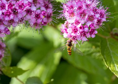 Macro of an insect 