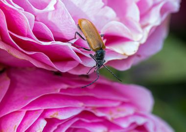 Macro of an insect