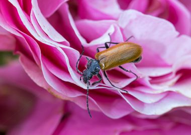 Macro of an insect