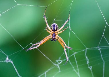  Macro of a spider