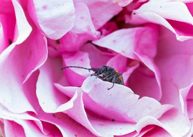 Macro of an insect