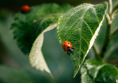 Macro of a ladybug