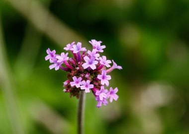 Beautiful flower closeup