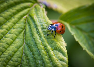 Macro of a ladybug