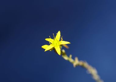 Yellow sedum flower macro