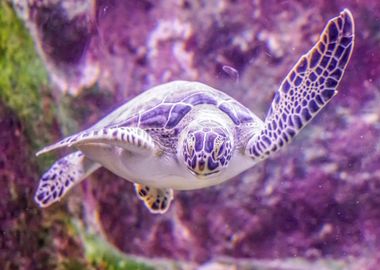 Animals Ocean Sea Turtle