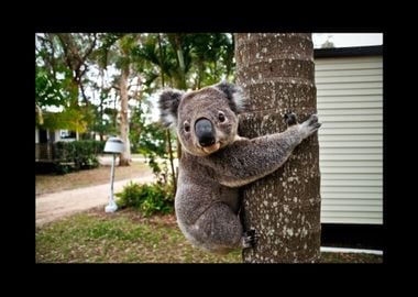 Koala