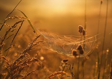 Sunrise on the meadow