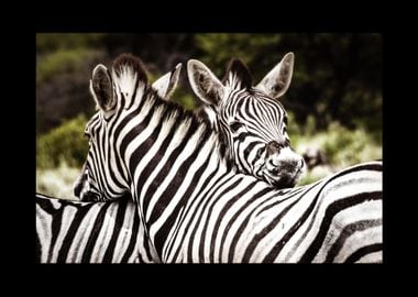 Zebra