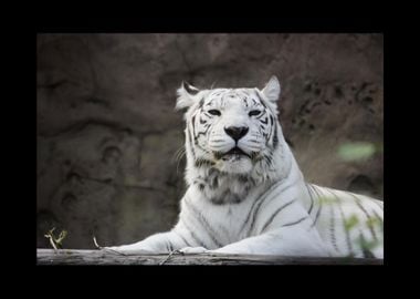 White Tiger