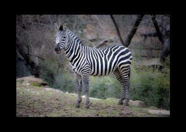 Zebra