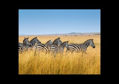 Zebra